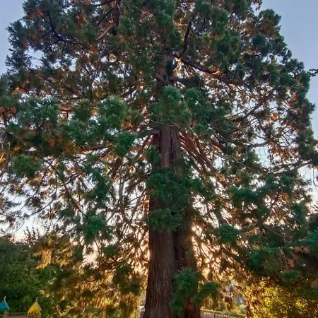 Cosy Er Lann Sequoia *